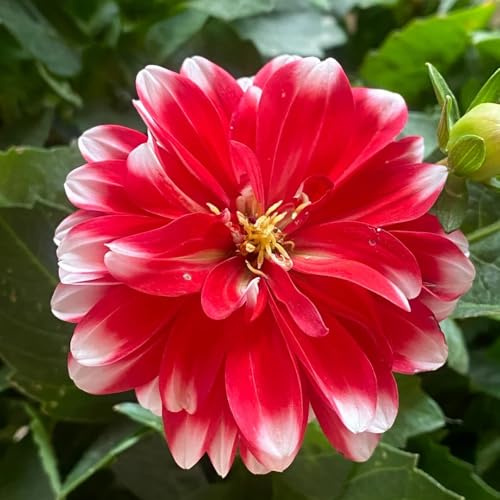 Bulbi di dalia, esotiche resistenti Le perenni sono bulbi 8pcs