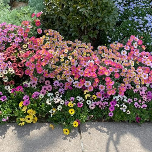 semillas de margarita resistentes para el jardín, decorativas de margarita de balcón resistentes, cortadas 35pcs