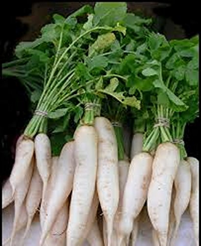 Rettich. Japanese Minowase (Daikon) Rettichsamen, organischen, nicht-GMO, 50 Samen pro Paket.