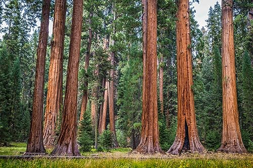 50 X Samen Riesenmammutbaum Sequoiadendron giganteum Redwood Saatgut Mammut Baum