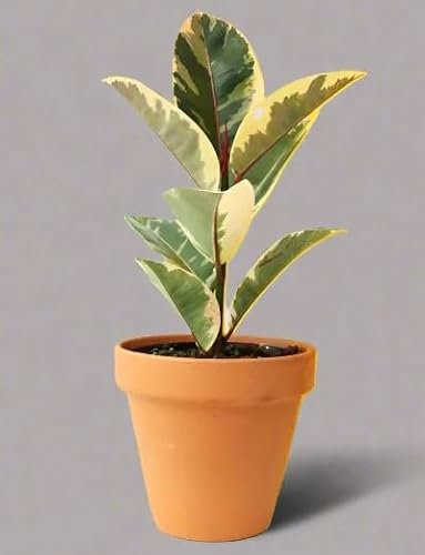 Ficus Tineke Variegated - Rubber Plant - British Grown