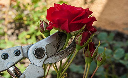 Home Comforts Gardener Roses Cut Size Secateur-20 Inch By 30 Inch Laminated Poster With Bright Colors And Vivid Imagery-Fits Perfectly In Many Attractive Frames