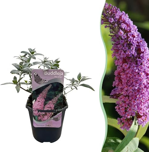 Arbusto delle farfalle - Buddleja davidii Pink Delight - Fiore rosa - 1 Pianta - Deciduo - Attrae le farfalle - 25cm - Ø18cm - Pianta da giardino