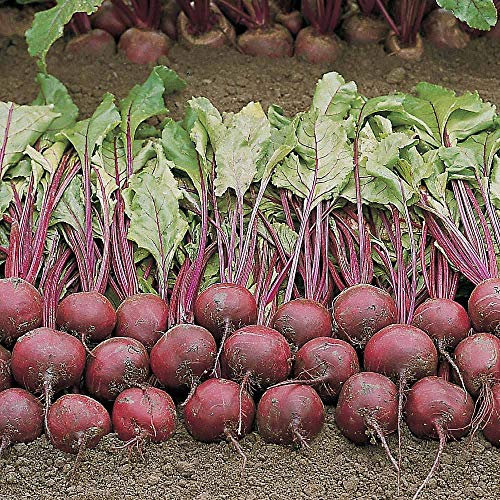 Beetroot 'Wodan' F1 Hybrid (Globe) - Seeds Beta Vulgaris Hardy Annual Easy to Grow Your Own 1 Packet 150 Beetroot Seeds by Thompson and Morgan