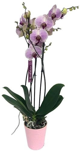 Garden Center Shop | Orquídea Phalaenopsis rosada natural 70 cm | 2‑3 tallos floridos | Planta de interior elegante | Fácil cuidado en maceta M12