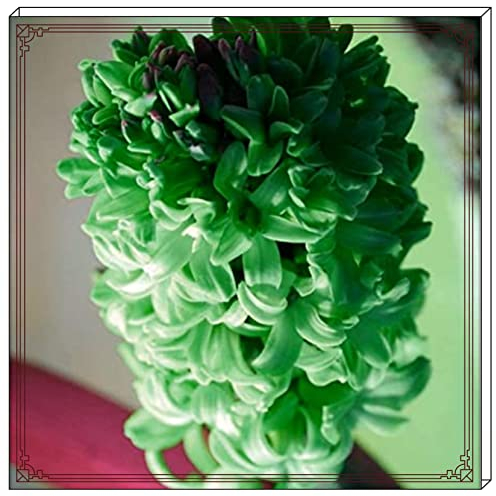 Hyazinthenzwiebel-Winterhart MehrjäHrig,Hyazinthen Rhizome,Traubenhyazinthen Zwiebeln,Hyazinthen Zwiebeln Winterhart,Einfache Wartung-5zwiebeln-e