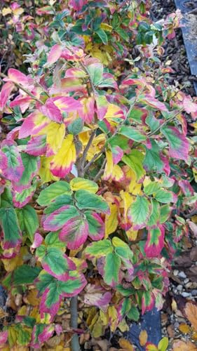 Parrotia persica 'Bella' / Hêtre de Perse/Conteneur de 3 à 4 litres/Baliveau/Arbre d'ornement