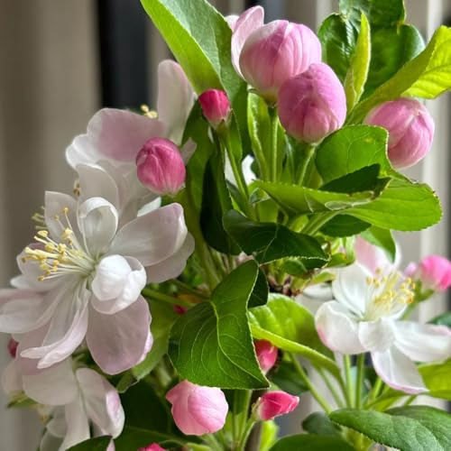 begonien seltene, wohnzimmer deko begonien blumenwiese mehrjährig, herbst deko balkon, balkonpflanzen winterhart wildbalkonblumen 35samen