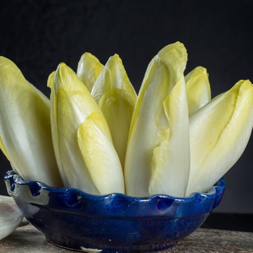 semi di cicoria rustica - radicchio biologico, biologici, d'appartamento di verdi freschi di radicchio di cicoria, 200pcs