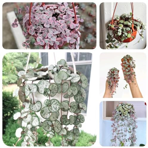 100 pcs Ceropegia woodii Samen, bienenfreundliche blumensamen Leuchterblume Samen, gewächshaus balkon bonsai baum herbstpflanzen wiesensamen gartenbedarf wildblumen kleines geschenk