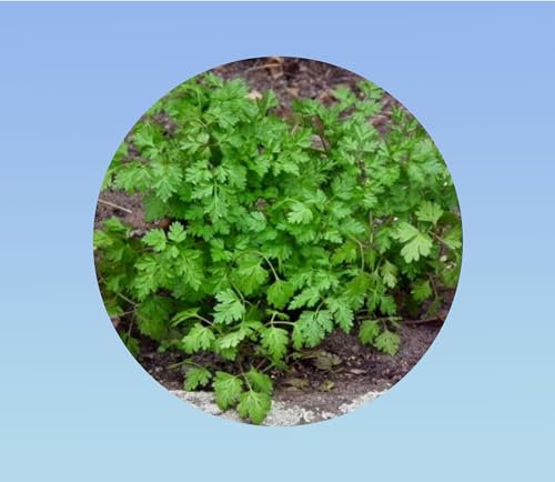 400 graines de Cerfeuil Commun - Anthriscus Cerefolium