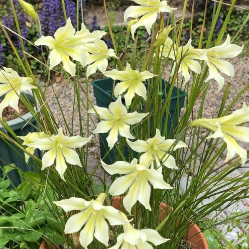 gladiolen winterhart mehrjährig zwiebeln blumenzwiebel pflanzer, frühlingsblumen gladiolus zwiebeln herbstblumen, frühlingsblumen zwiebeln topfpflanzen draußen winterhart blumenstrauß, 4pcs