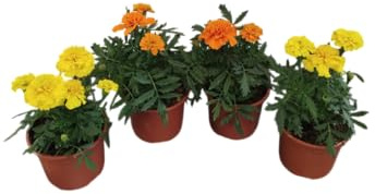 Tagetes DECOALIVE Pack de 4 Plantas Clavelón de la India Naturales con Flores