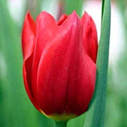 seedsown 200Pcs / Beutel Karottensamen Bio Heirloomsamen Gemüse Obst fünf Zoll Ginseng Karottensamen Topfpflanze Für Hausgärten