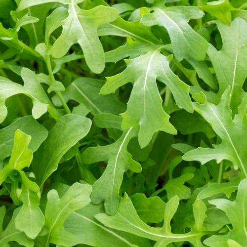 Semillas de Roqueta o Rúcula para Ensalada Natural