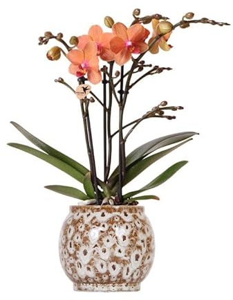 Kolibri Orchids | Orange Phalaenopsis Orchidee - Mineral Bolzano + Safari Topf - Topfgröße Ø9cm | blühende Zimmerpflanze - frisch vom Züchter