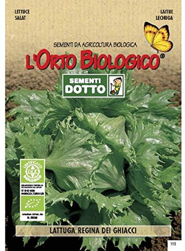 Idroponica Semi biologici di Lattuga Regina dei Ghiacci