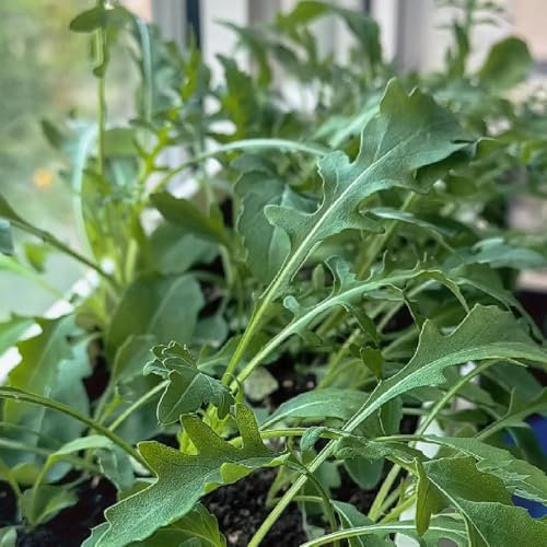 rucola samen winterhart - rucola pflanzen samen, bonsai samen, bio samen gemüs rucolasamen bio mehrjährig, exotische pflanzen winterhart, gartendeko für draußen wintergemüse samen 150pcs