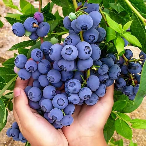 Topf-Heidelbeere Blaubeeren Pflanze Bluecrop 1 Pflanze, Vaccinium corymbosum reichtragend Heidelbeere für Töpfe & Kübel | Heidelbeere für Balkon, Terrasse oder Garten, Winterhart