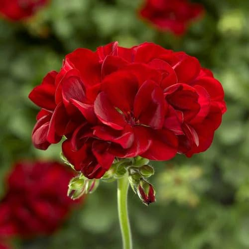 100 semi di geranio rosso