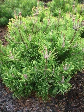 Bergkiefer, Pinus mugo var. mughus Krummholzkiefer 40-50 cm breit im 10 Liter Pflanzcontainer