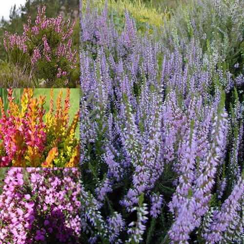 GardenersDream 3 x Mixed Heather Plants in Pots - Natural Potted Outdoor Garden Ready Plant - Flowering Shrubs - Evergreen Outdoor Plants for Gardens, Borders and Patios (9cm)