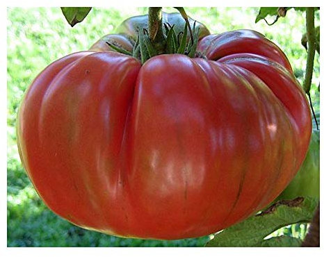 RED Brandywine Heritage Heirloom Bright RED Huge Meaty Beefsteak Tomato Seeds. Certified French Organic Grower