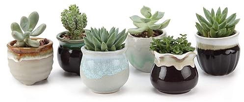 T4U Mini Ceramic Succulent Pots with Drainage - Set of 6, Tiny Pots for Plants, Home and Office Decor, Plant Lover Gifts for Women
