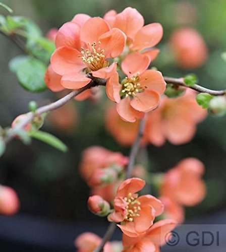 Chaenomeles x superba 'Orange Trail' 40–60 cm – Winterhart, Mehrjährig, Pflegeleicht – Zierquitte – Zierstrauch für Garten & Blütenhecke