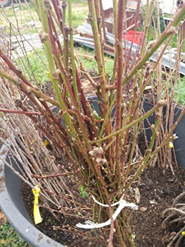 Mela Imperatore Pianta a radice nuda Varietà Mela Imperatore - 1 Pianta