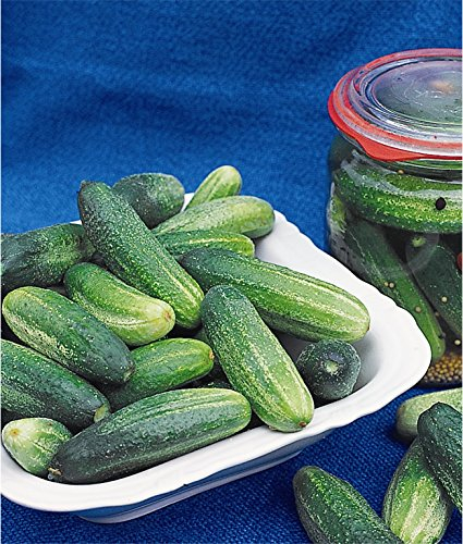 Einlegegurke Tellus F1 rein weibliche Samen Gurkensamen Gurkensaat für ca. 20 Pfl. Grün