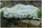 3 x Phlox subulata 'White Delight' (Winterhart/Staude/Bodendecker/Mehrjährig/Stauden/Immergrün) Weißer Polster-Phlox - Weißer Blütentraum für sonnige Plätze - Trittfest - von Stauden Gänge