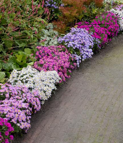 BALDUR Garten Beet-Astern 'Meerblick',4 Pflanzen, ein Blütenmeer im Staudenbeet, zieht Bienen & Schmetterlinge an, winterharte mehrjährige Staude, pflegeleicht