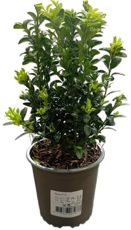 Arbusto Buxus – Planta Ornamental Natural con Follaje Vivo y Colorido Todo el Año