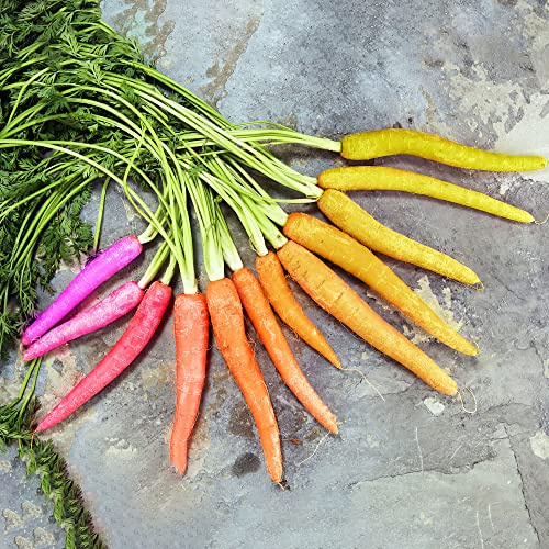 semi di carota - giardino rara decorazione resistenti copertura del 800pcs