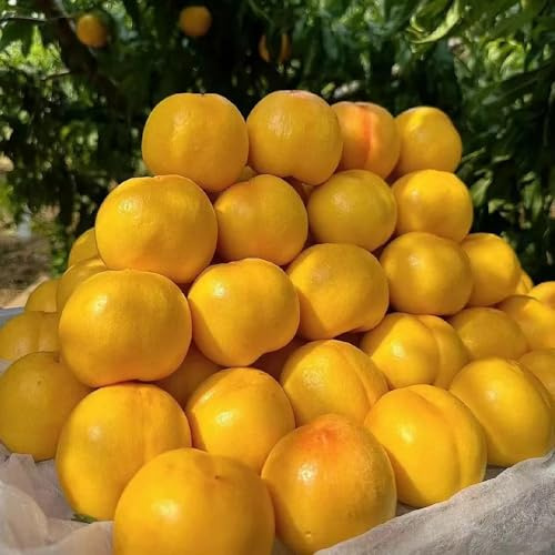 nektarinenbaum winterhart - bio balkonpflanzen dekoration 8samen
