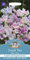 Mr Fothergill's Flower Seeds, Sweet Pea Tiller Girls, Stylish Mix, 0.5 x 7.5 x 14.5 cm