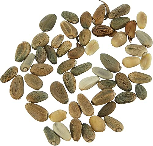 Semillas de Alcachofa de Huerto para Sembrar y Cultivar Verdura