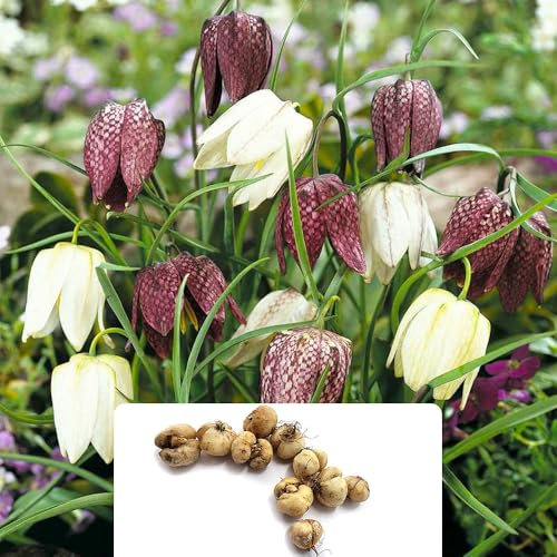 10 Meleagris Fritillaria Bulbs – Spring Flowering Perennials, Hardy and Trouble-Free - Cultivated for UK Climate Conditions - Perfect for Your Spring Garden