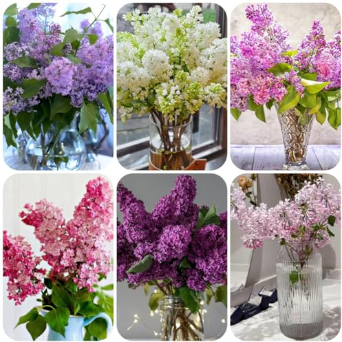 lillà - giardino roccioso in vaso balcone primaverili ombra ornam 90semi