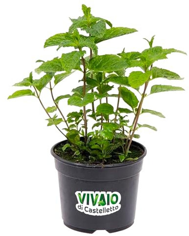 Menta marocchina “Mentha spicata” mojito, Pianta in Vaso ø 14 cm, Pianta Aromatica, Vivaio di Castelletto