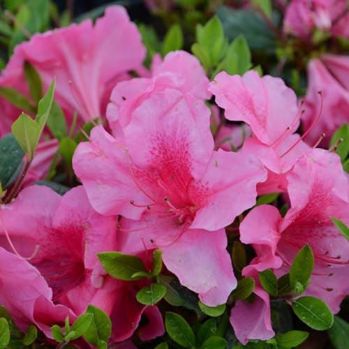 Pianta vera di Azalea Encore Carnival - Diametro Vaso Ø 19 cm