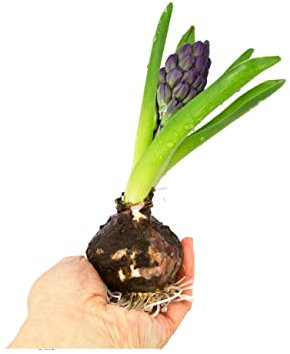 DECOALIVE Bulbo de Jacinto con Flores Hyacinthus Orientalis