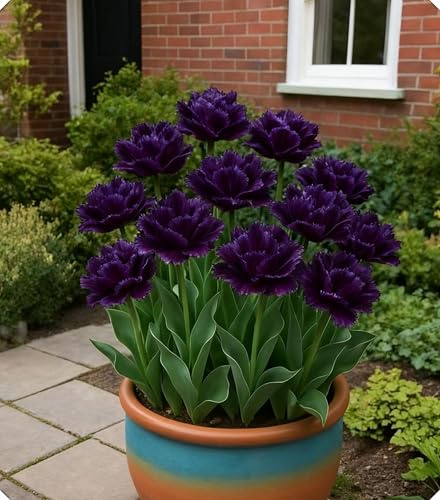 Bulbi di Tulipano Raffinati - Combinazioni Multicolori per Portare Vivacità al Tuo Giardino-8bulbi-V