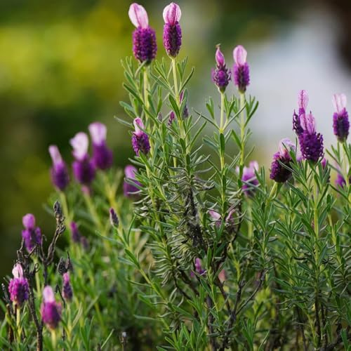 Semi di lavanda resistenti - esterno, vecchie varietà perenni giardino 50pcs