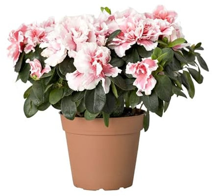 Azalea Natural Planta Arbustiva de Aspecto Elegante