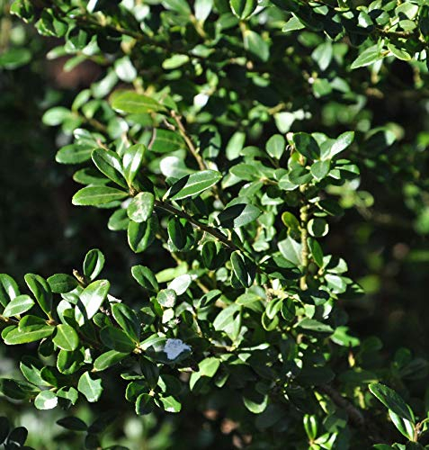 Bonsai Japanische Stechpalme Ilex Glorie Gem 80-100cm - Ilex crenata