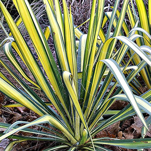 Yucca Colour Guard - Variegated Needle Palm | Evergreen Potted Grassy Shrub for Sale (10-30cm Incl. Pot)
