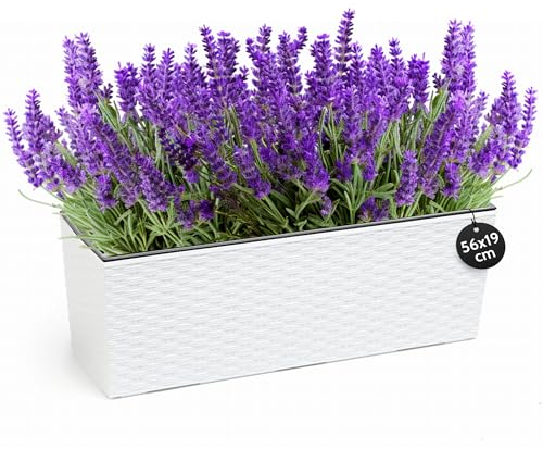 KONZEPT Hochwertige Blumenkasten Rattan-Optik in Weiß, rechteckig 56 x 19 cm, Balkonkasten ideal fur Balkon, Terrasse, Fensterbank