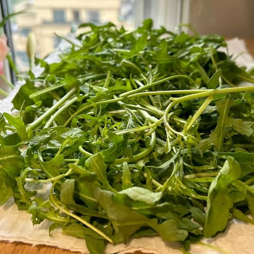 rucola - hochbeet gemüsesaat rucolasamen gartenpflanzen winterhart mehrjährig seltene alte gemüsesorten winterharte garten gemüsesamen gartendeko für draußen bonsai pflanzensamen 160samen